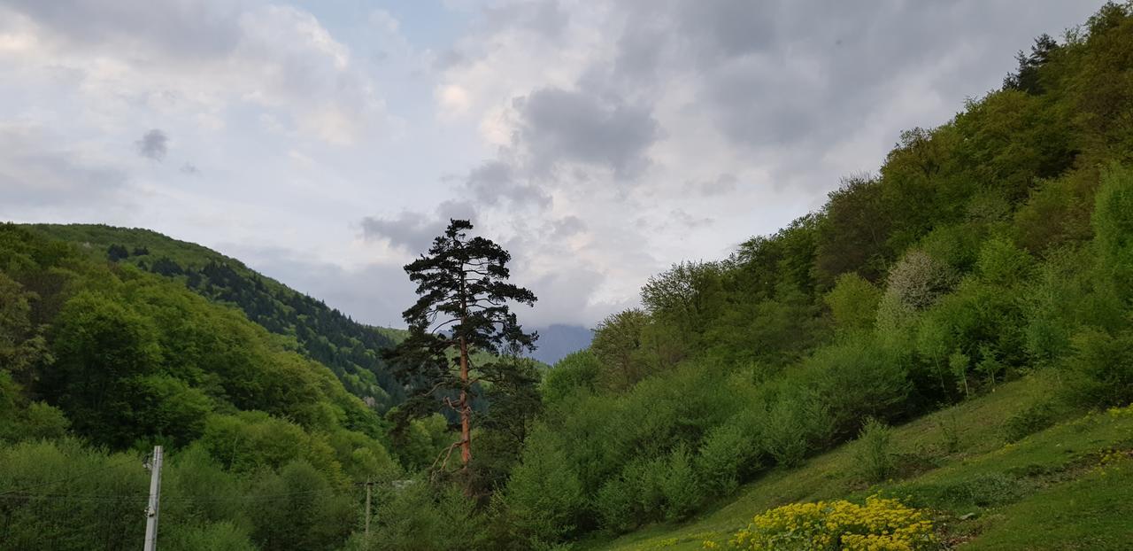 Havva Hotel Călimăneşti Eksteriør billede